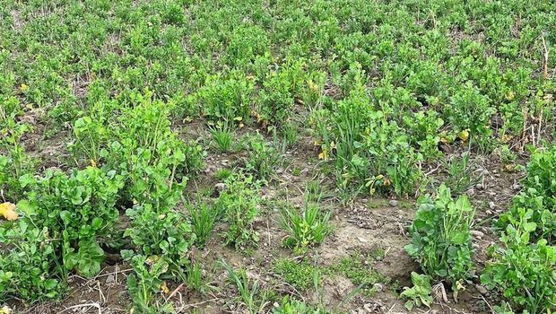 Unerwünschter Ölrettich-Durchwuchs im März vor geplanter Zuckerrübensaat. Ein Walzdurchgang an einem frostigen Wintermorgen fördert das Abfrieren.