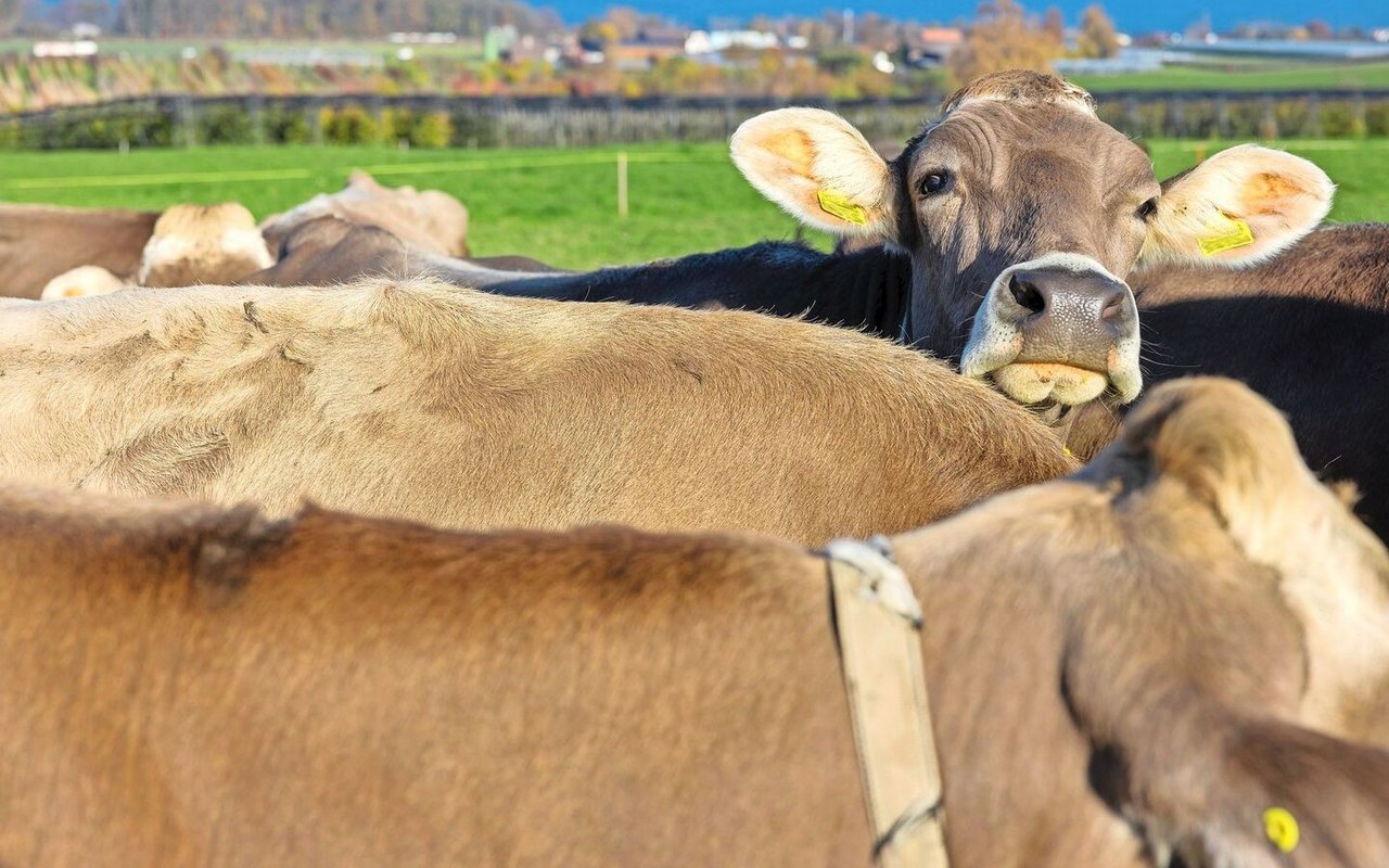 Eine Herde brauner Kühe auf der Weide.