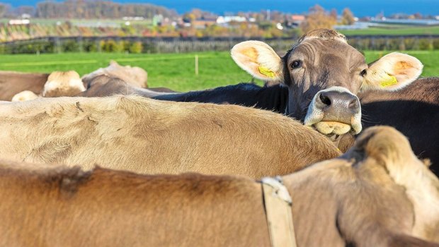 Eine Herde brauner Kühe auf der Weide.