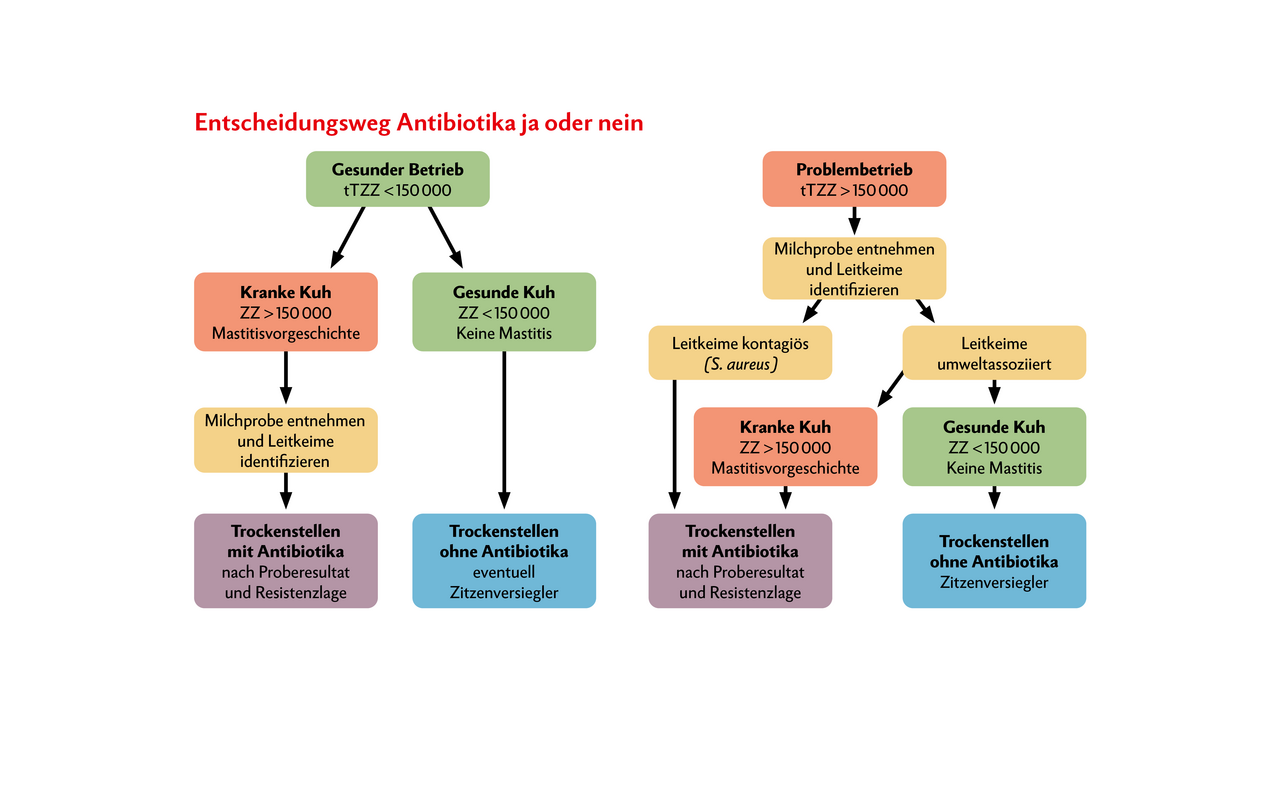 Entscheidungshilfe, in welchem Fall bei einer Milchkuh ein antibiotikahaltiger Trockensteller eingesetzt werden sollte und in welchem Fall ein Zitzenversiegler ohne Antibiotika reicht. Die Milchprobe zeigt, welches Antibiotika passt, um den vorhandenen Keim in Schach zu halten. (tTZZ = durchschn. theoretische Tankzellzahl; ZZ = Zellzahl)Quelle: Vetsuisse-Fakultät Universität Bern/Zürich