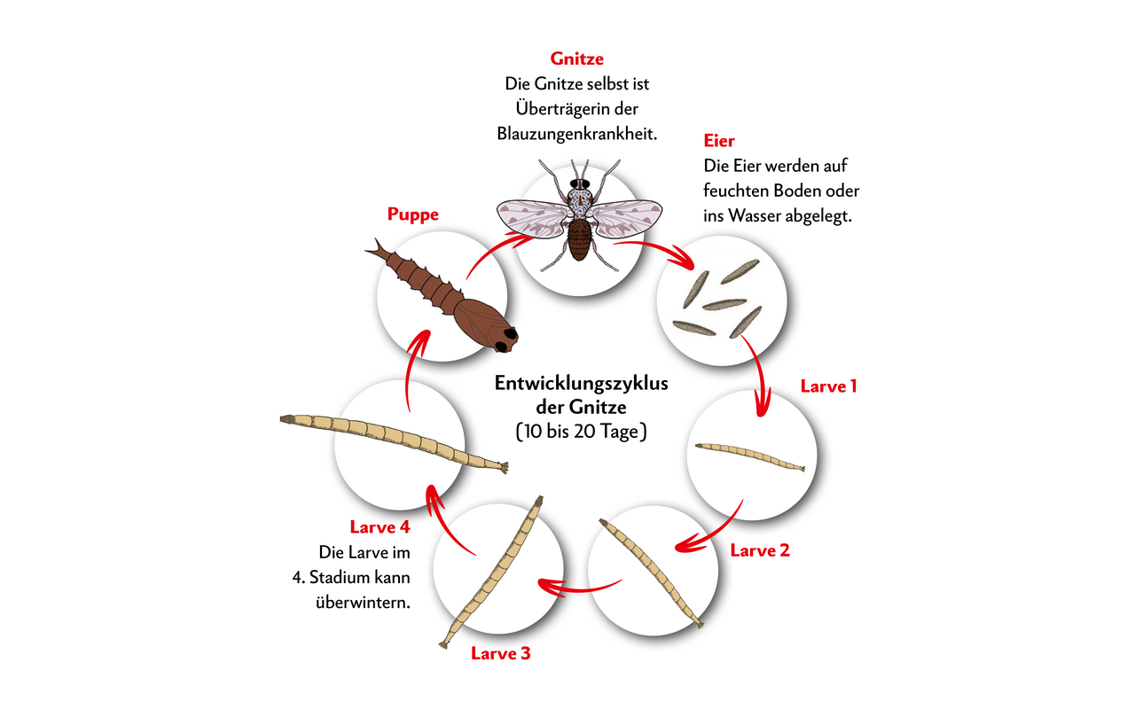 Die Blauzungenkrankheit wird durch Gnitzen (kleine Mücken) übertragen.