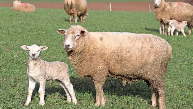 Muttertiere mit genügend Reserven können ihre Jungtiere auch über die Milch mit Selen versorgen.