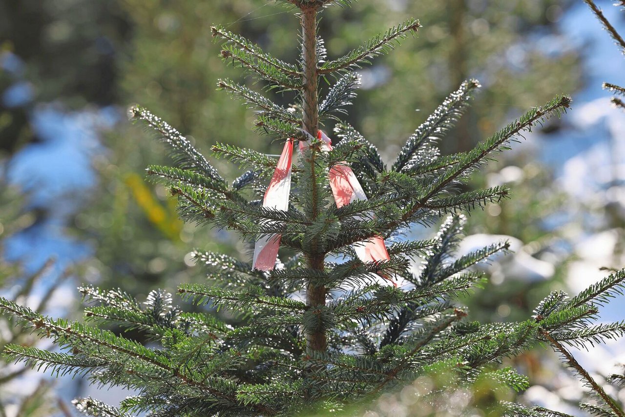 Dieser markierte Baum genügt den Kundenansprüchen nicht und wird Mitte November geschlagen.