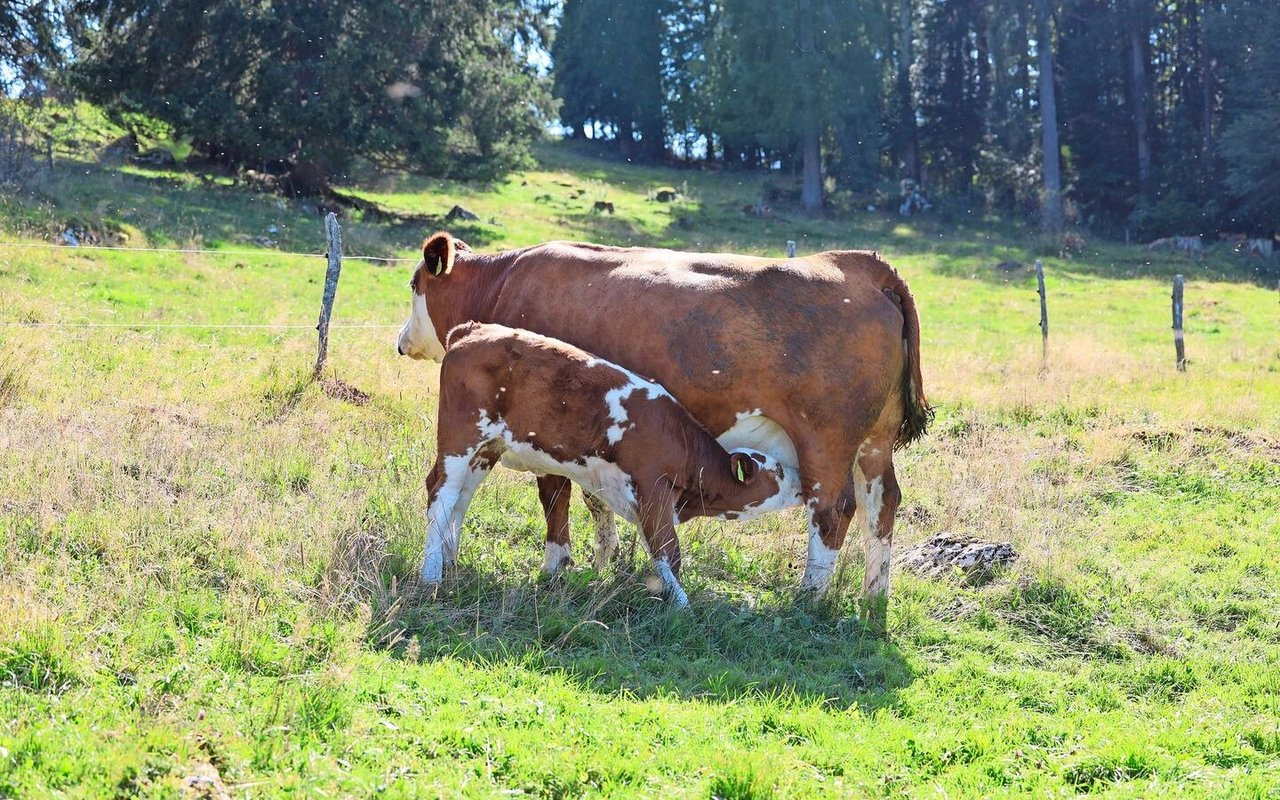 Ein Kalb saugt auf der Weide bei seiner Simmentaler Mutterkuh am Euter.