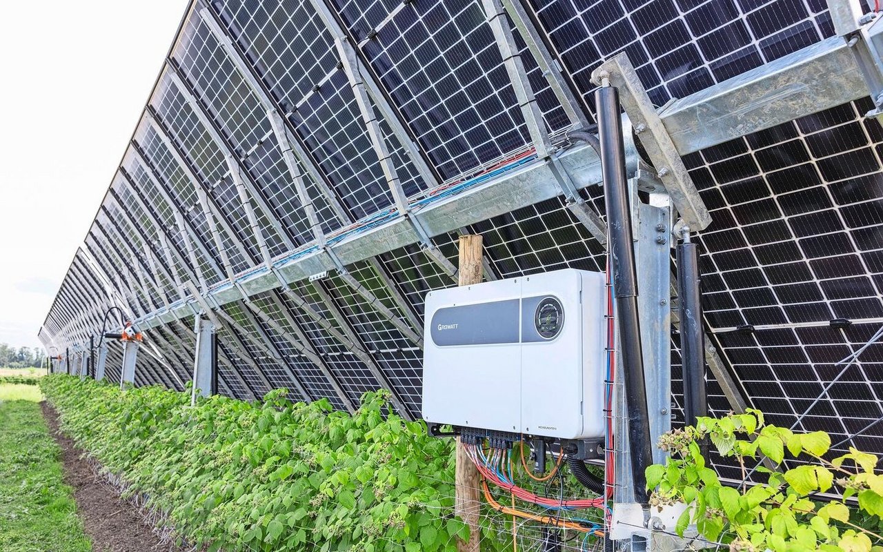 PV-Anlagen schützen bei Bioschmid die Himbeerkulturen vor Hagel und Sonnenbrand.