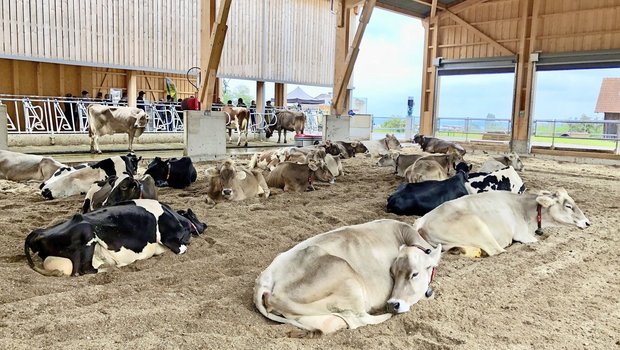 Im Kompostierungsstall des Beratungs- und Bildungszentrums Arenenberg hält das System, was es verspricht: Die Kühe sind gesund und haben ein hervorragendes Abkalbeverhalten.