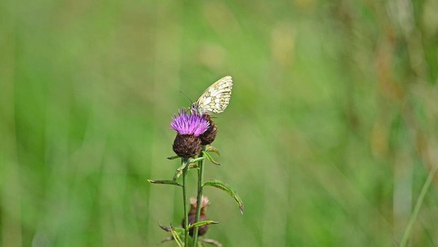 Besonders auf die Bi Besonders auf die Biodiversität hat der Biolandbau nachweislich einen positiven Einfluss.