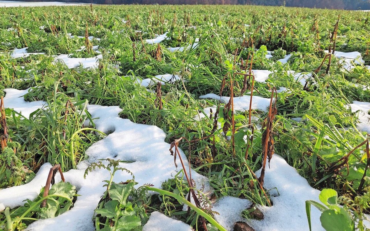 Die Guizotia (braune Stängel) ist nach dem ersten Schneefall bereits abgefroren. Für Phacelia und den Ölrettich war es noch zu wenig kalt.