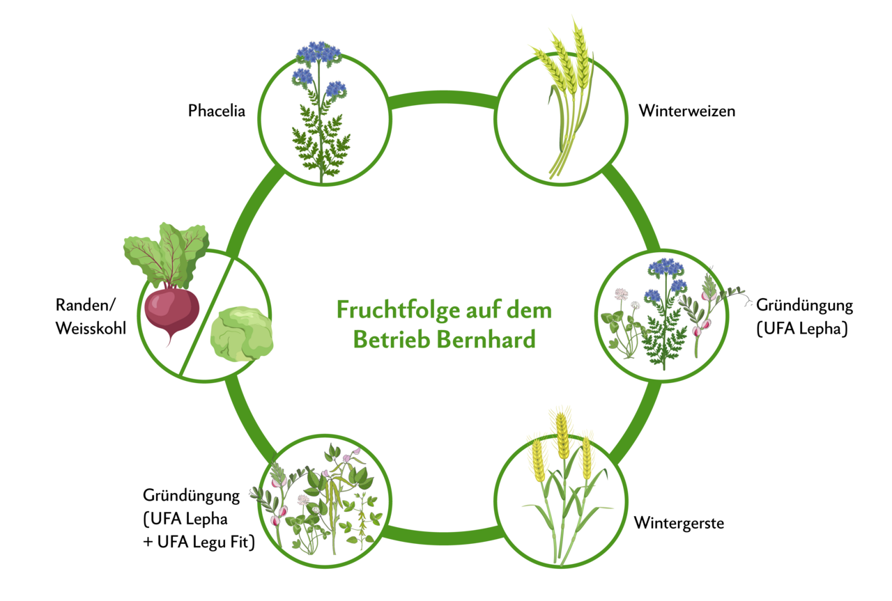Als überwinternde Gründüngung nach Gerste mischt Simon Bernhard zusätzlich eine Leguminosenmischung ein, um Stickstoff zu binden. Wird der Weisskohl vor dem 1. Oktober geerntet, wird zur Einhaltung der 7 Wochen Phacelia gesät.