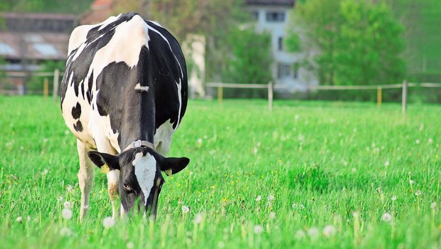 Passion für die Tierhaltung spielt auf Schweizer Familienbetrieben eine grosse Rolle – auch, was die Kosten angeht. 