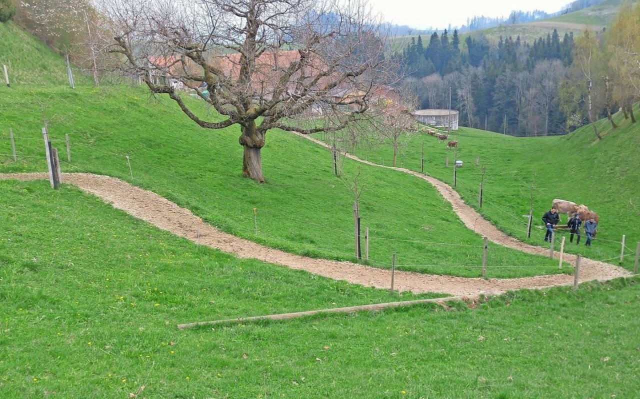 Ein befestigter Treibweg zur gezielten Weideführung. Feste Wege und Weideflächen bedürfen teils einer Baubewilligung.