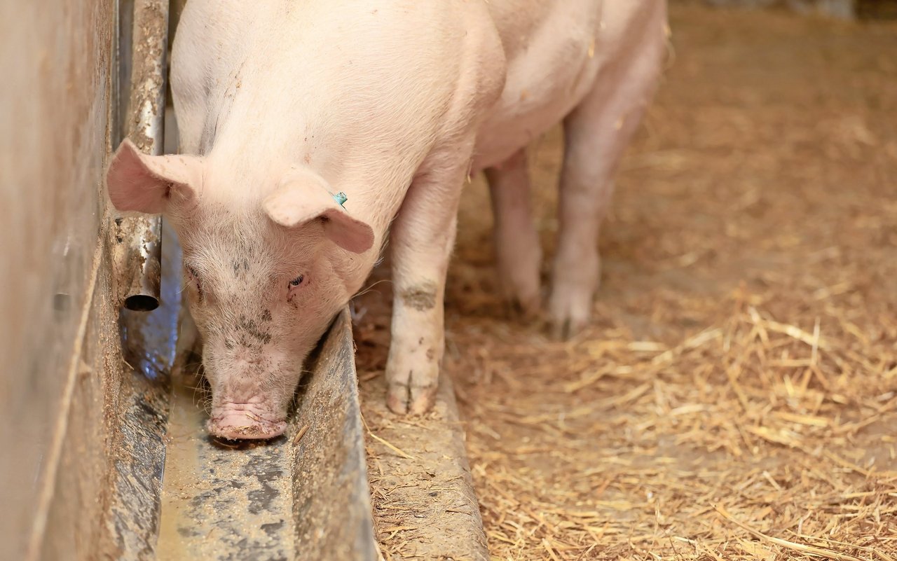 Schwankungen in den Futtergehalten müssen immer berücksichtigt werden.