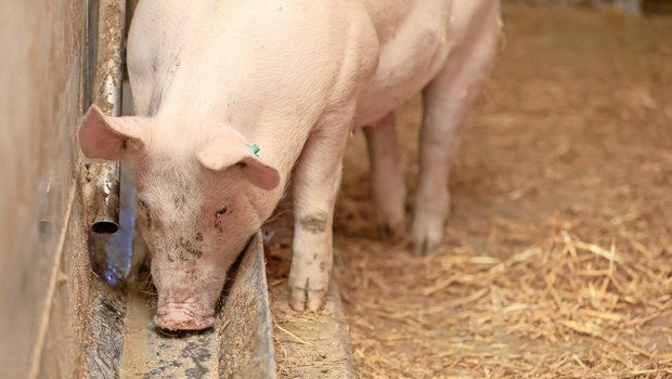 Schwankungen in den Futtergehalten müssen immer berücksichtigt werden.