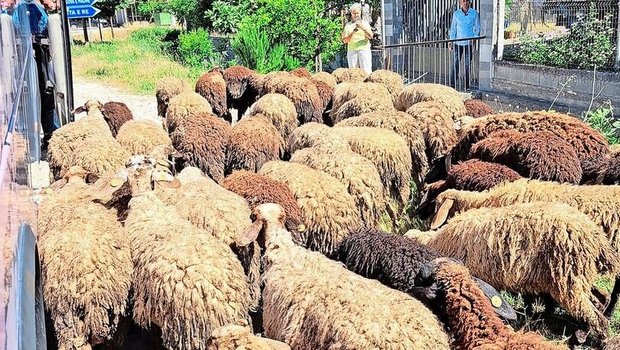 Die Schafhaltung ist ein wichtiger landwirtschaftlicher Wirtschaftszweig in Albanien. Auf der Leserreise entwickelte sich ein Running Gag zum Thema Schafe. 