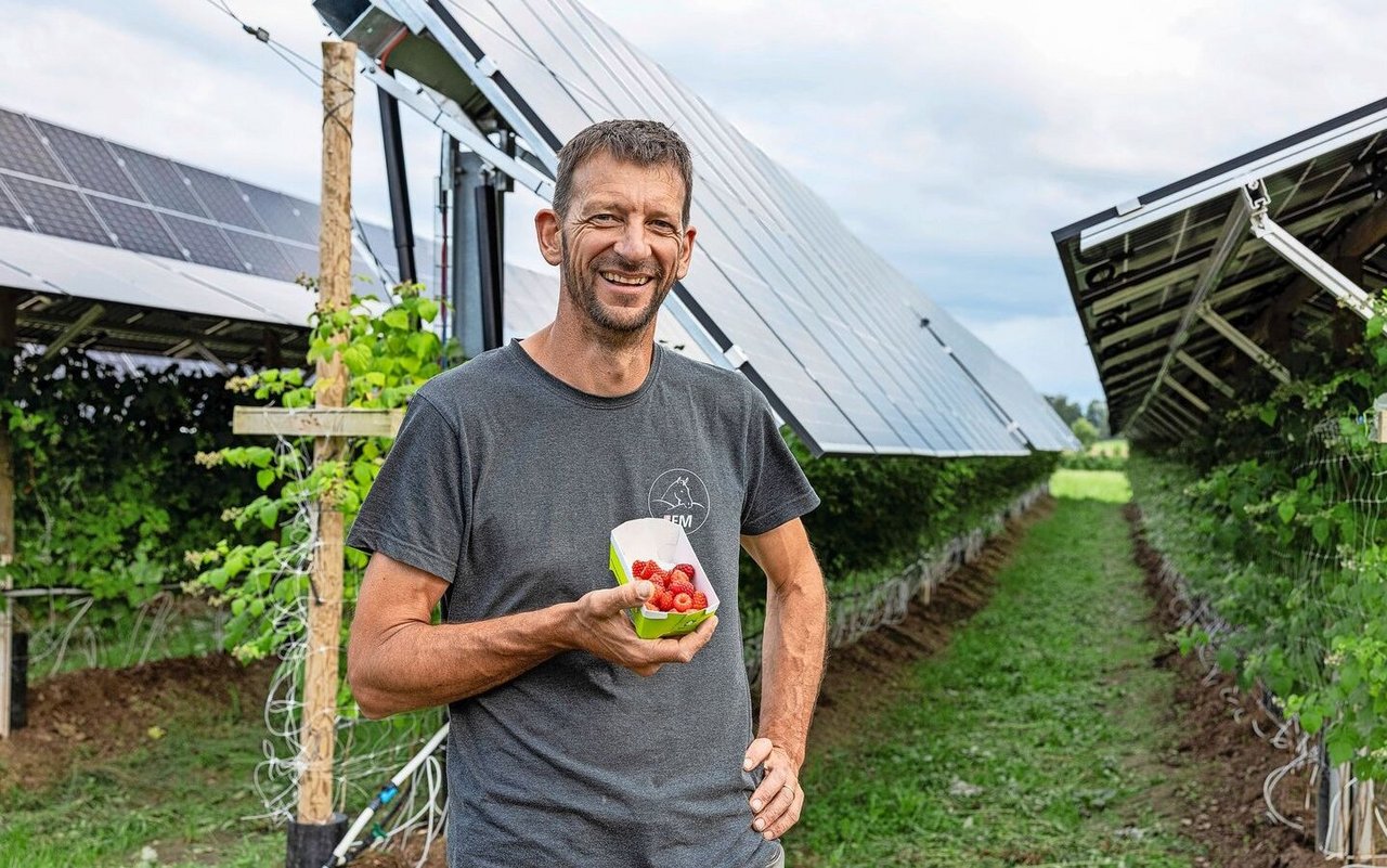 Heinz Schmid ist Beeren- und Solarpionier. Seine Himbeeren gibt es in den Bioregalen der Migros.