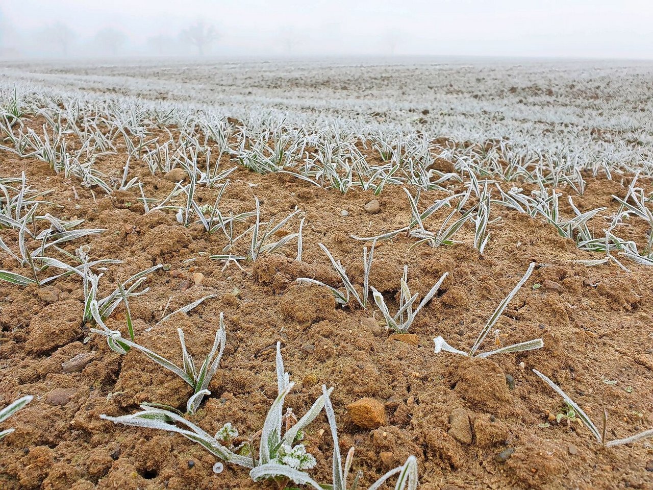 Frost im Winterweizen. Ob gedüngt werden darf, ist nicht immer naheliegend. Checklisten sollen helfen, im Zweifelsfall sollte bei den Behörden nachgefragt werden.