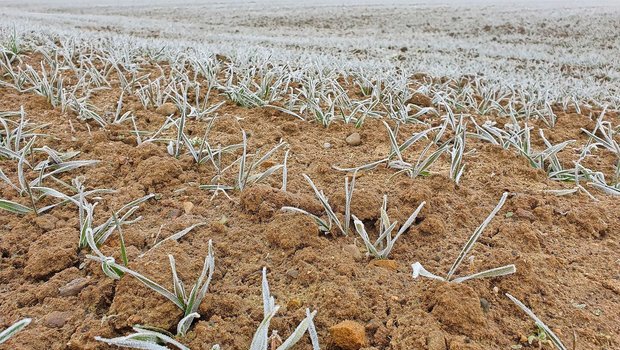 Frost im Winterweizen. Ob gedüngt werden darf, ist nicht immer naheliegend. Checklisten sollen helfen, im Zweifelsfall sollte bei den Behörden nachgefragt werden.