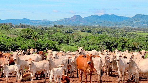 Eine Rinderherde in Eine Rinderherde in Paraguay: Das Land gehört wie Brasilien, Argentinien und Uruguay zu den Mercosur-Märkten.