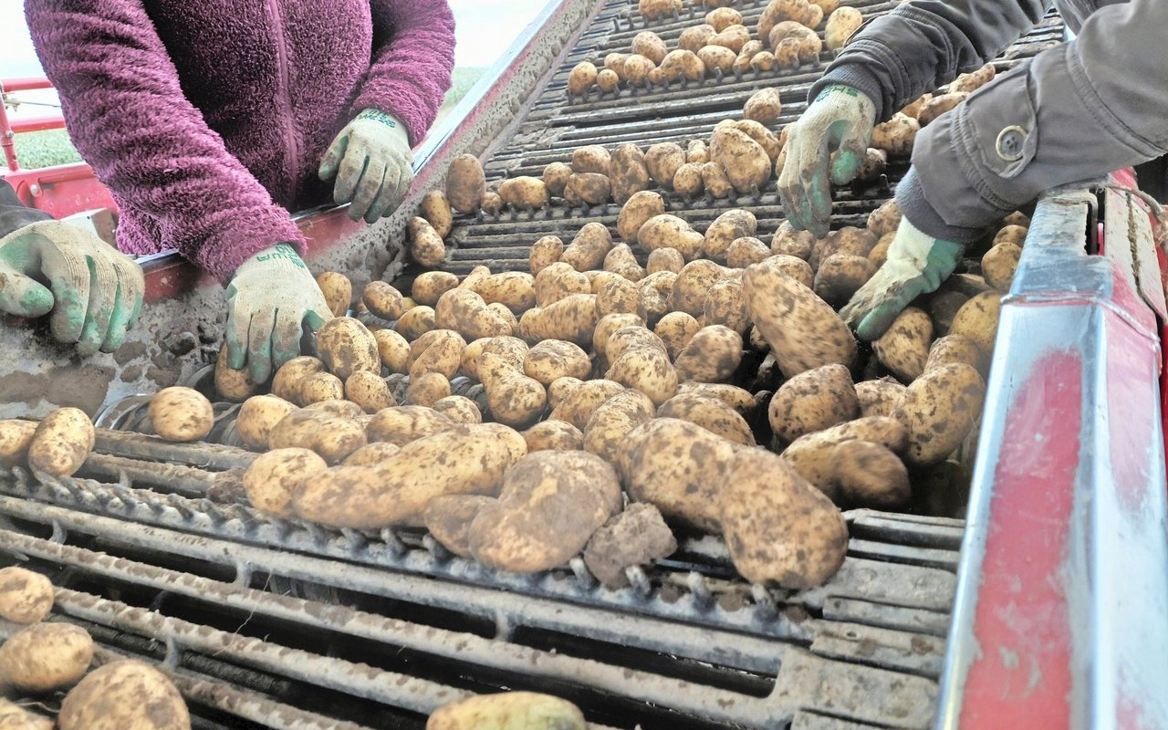 Mit zunehmendem Krankheits- und Schädlingsdruck wird es immer schwieriger, die gewünschte Kartoffelqualität und kostendeckende Erträge erzielen zu können.