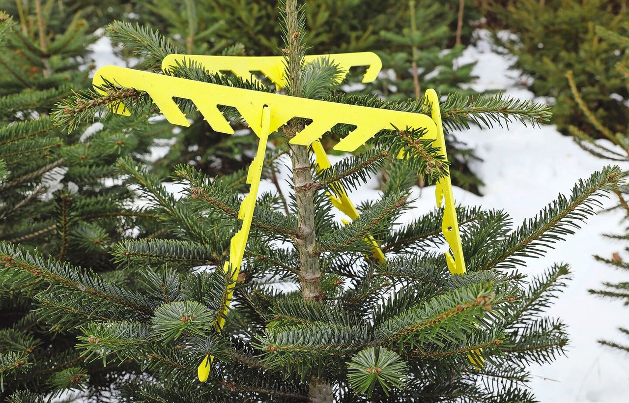 Um einen üppigen, gleichmässig gewachsenen Weihnachtsbaum herzustellen, müssen Äste mit einem Zweigregler begradigt werden.