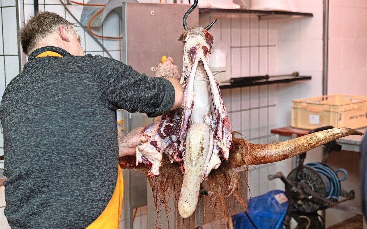 Im neuen Metzgerhuus können auch Spezialtierarten wie Schottische Hochlandrinder geschlachtet werden. 