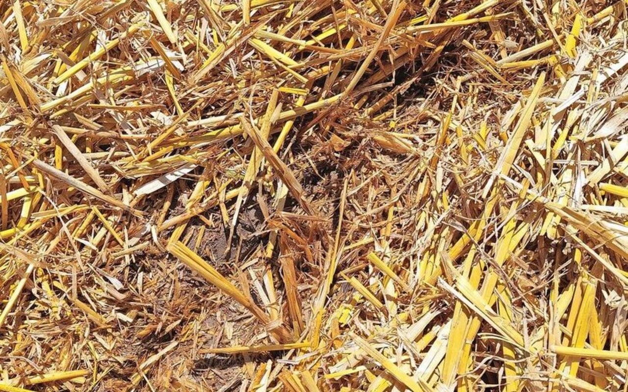 Bleibt viel Stroh auf dem Feld liegen, kann es passieren, dass die Säscharen die Strohhalme in die Säschlitze drücken. Bei trockenen Bedingungen bestünde die Gefahr, dass das Saatkorn vertrocknet.