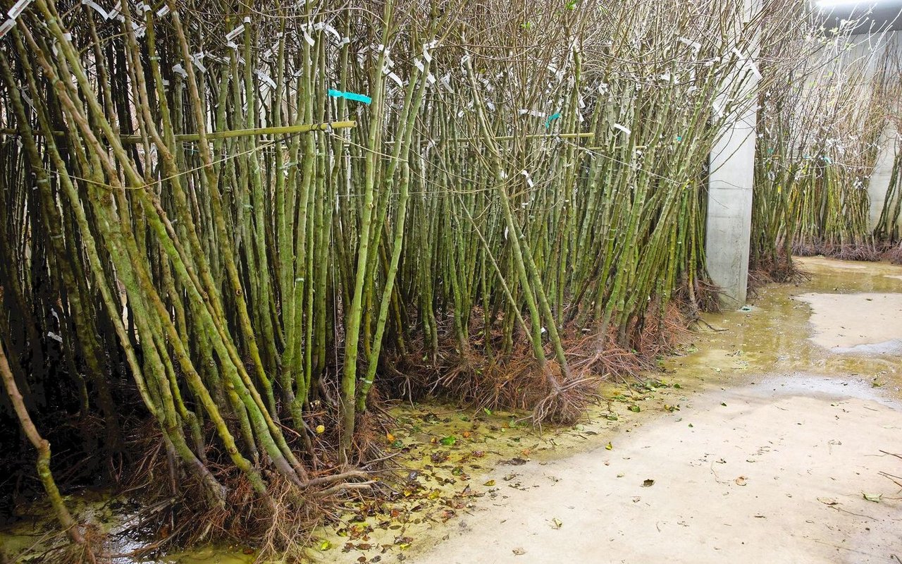 Die Jungbäume von Glauser’s Bio-Baumschule lagern im Kühlraum. Sie brauchen Temperaturen bis etwa 6 Grad, damit sie nicht austreiben, und täglich Wasser.