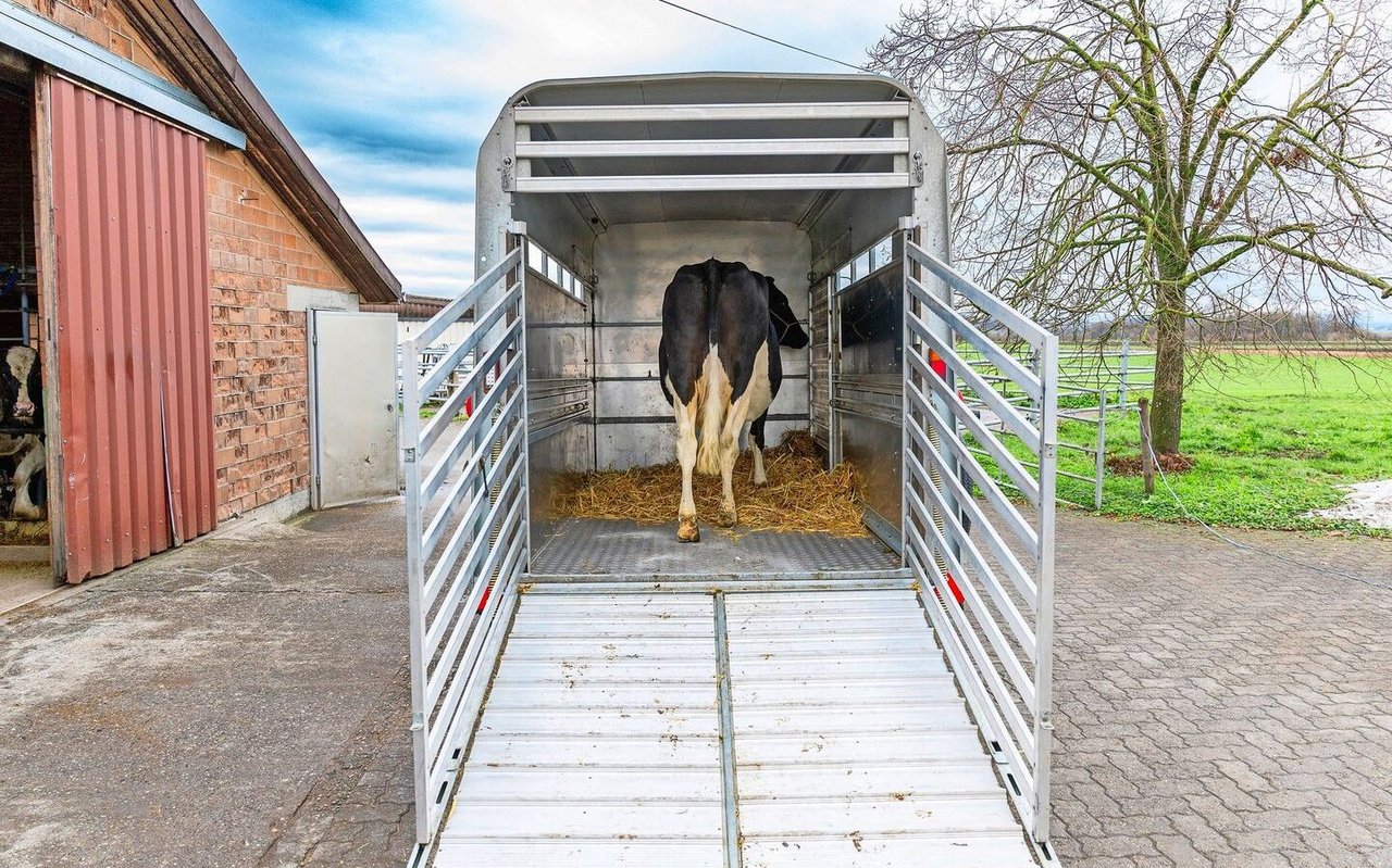 Die Verwendung eines konformen Transportmittels ist wichtig, damit das Tierwohl sichergestellt werden kann.