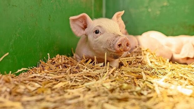 Ein Ferkel liegt im Stroh.