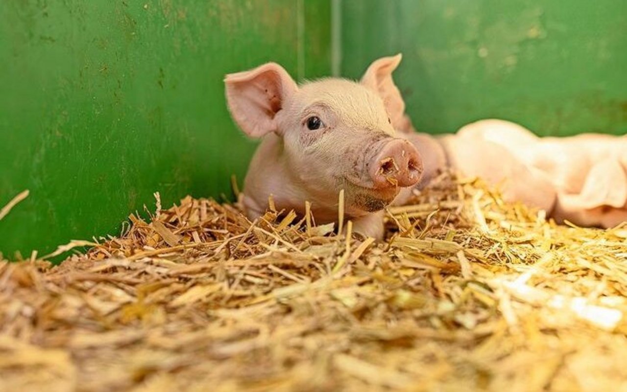 Ein Ferkel liegt im Stroh.