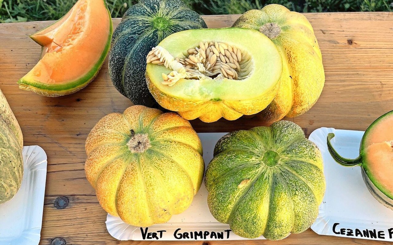 «Vert Grimpant» und «Cezanne F1» sind einige der Zuckermelonensorten, welche interessant für einen Anbau in der Schweiz sind.