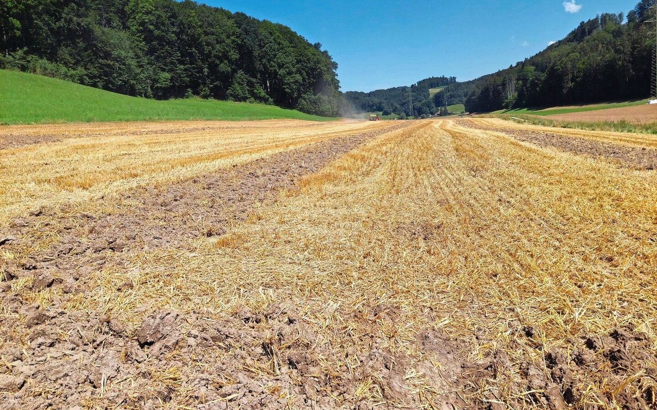 Wegen des nassen Frühlings waren die Fahrgassen gut sichtbar. Diese hat Simon Bernhard vor der Saat mit der Scheibenegge gelockert.