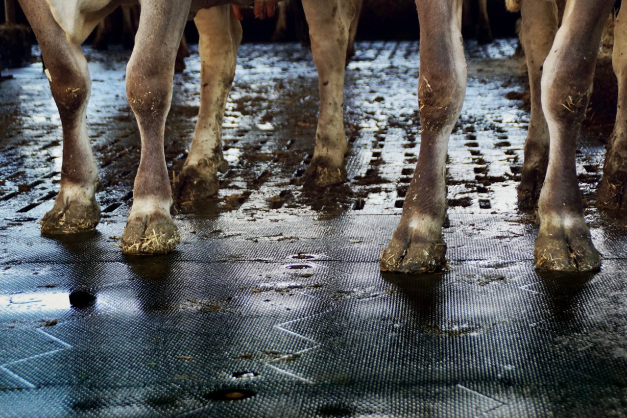 Gummimatten im Stall verschaffen Kühen einen weichen Laufbereich 