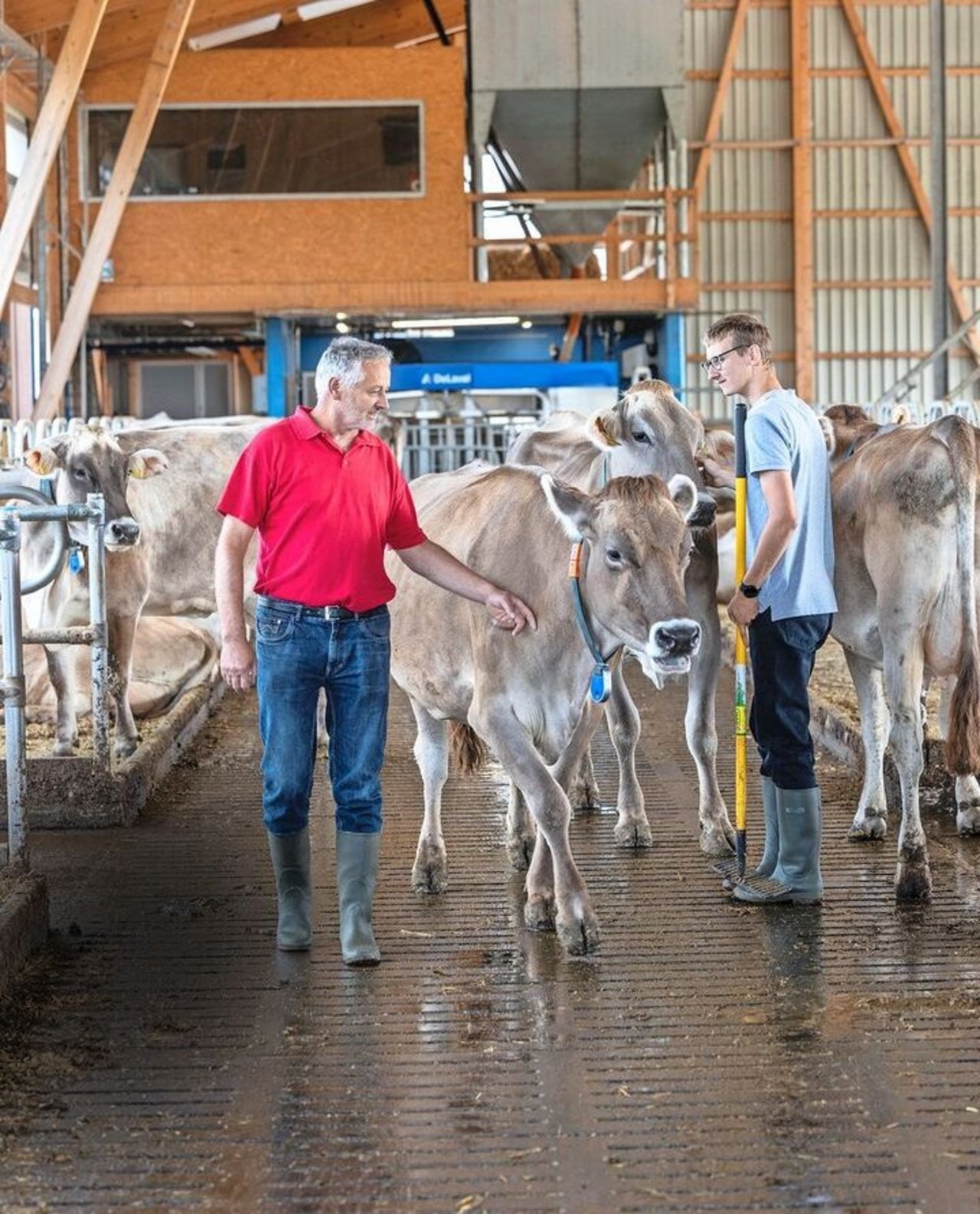 Vater und Sohn arbeiten gerne im neuen Stall und sind sehr zufrieden, wie sich die Kühe eingelebt haben. Oben links befindet sich jetzt das Stallbüro mit bestem Blick in den Stall. Direkt darunter ist die Kälberecke. Beides waren individuelle Wünsche von Peters. 