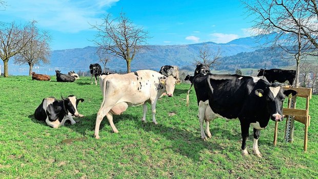 Weidebeginn für Rindvieh: Nur noch bis Ende März gelte die vektorfreie Periode, ab dann müsse mit mehr Mücken gerechnet werden, welche die Blauzungenviren übertragen. 