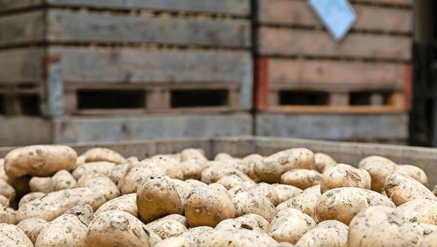 Aufgrund des hohen Krankheitsdrucks und der schwierigen Erntebedingungen erwarten die Lagerhalter eine anspruchsvolle Lagerperiode.