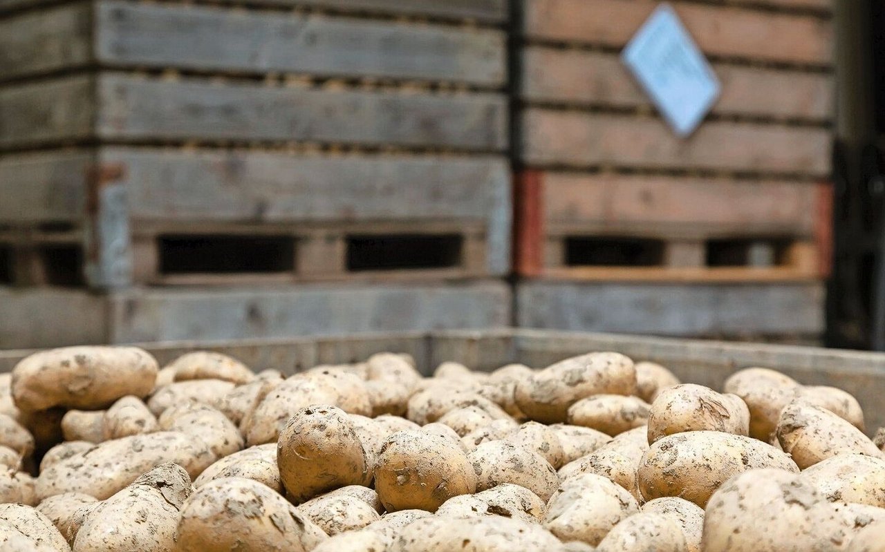 Aufgrund des hohen Krankheitsdrucks und der schwierigen Erntebedingungen erwarten die Lagerhalter eine anspruchsvolle Lagerperiode.