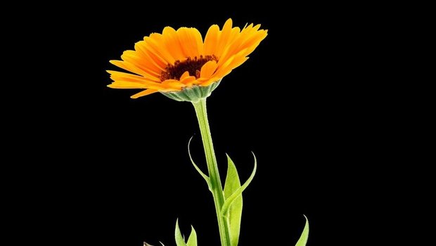 Ringelblume