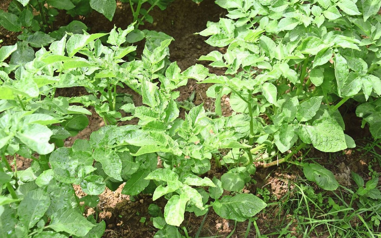 Für den Laien ist es kaum zu erkennen, aber diese Staude ist höchstwahrscheinlich vom Kartoffelmosaikvirus befallen und muss aus dem Feld entfernt werden.