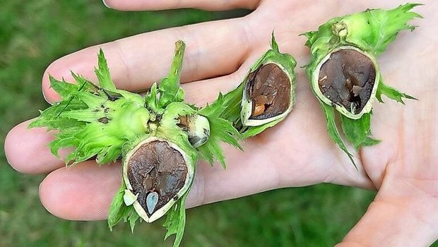 Durch Braunfleckenkrankheit befallene Haselnüsse im Zeitraum von Mitte Juli. Erste Symptome sehen aus wie Insektenstiche.