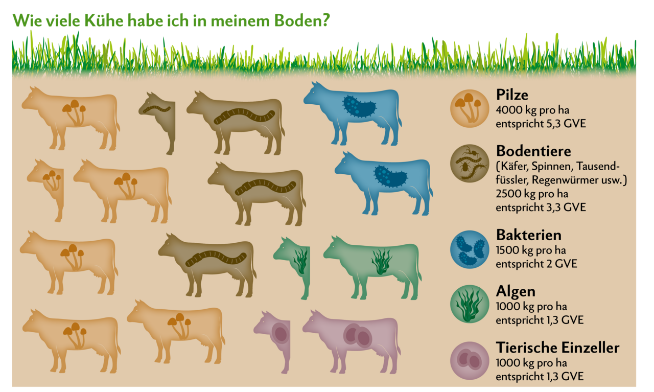 Eine Hektare Land hat zehn Tonnen Lebewesen im Boden, was in etwa 13,2 GVE entspricht. Diese 13 Kühe im Boden müssen gefüttert werden, damit die Bodenfruchtbarkeit erhalten bleibt. Deshalb sollte der Boden möglichst stets begrünt bleiben.