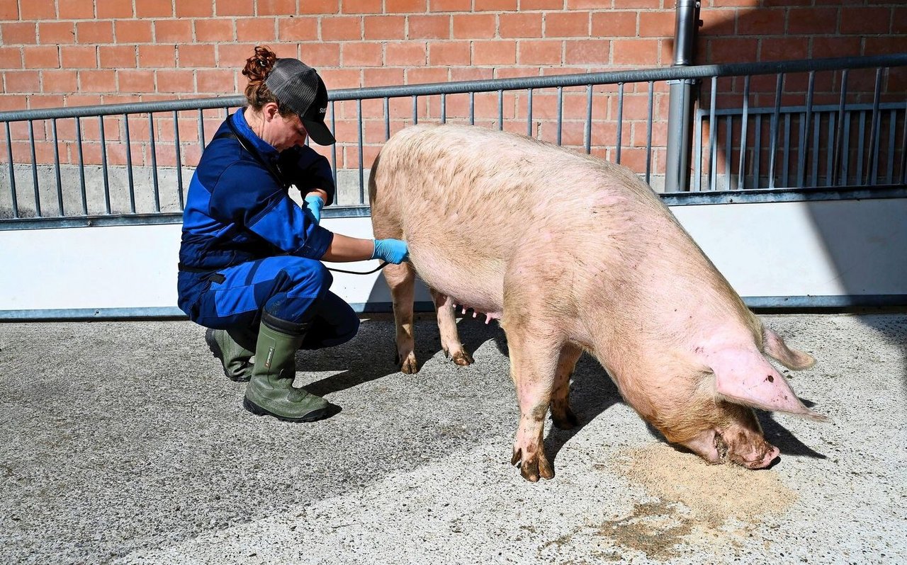 Die Tierärztin führt eine Eierstockdiagnostik durch.