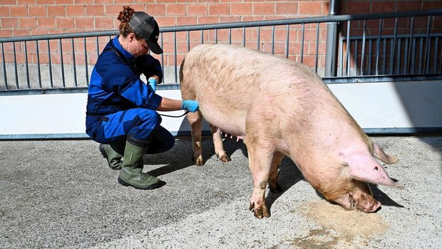 Die Tierärztin führt eine Eierstockdiagnostik durch.