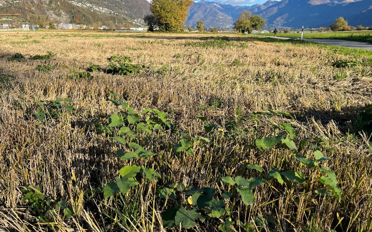 Asiatischer Staudenknöterich verbreitet sich hauptsächlich über Rhizom- und Stängelfragmente.