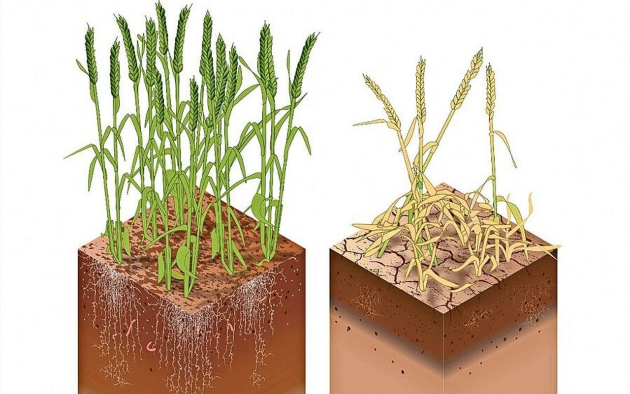 Böden mit grösseren Kohlenstoffreserven puffern Auswirkungen von Trockenheit.