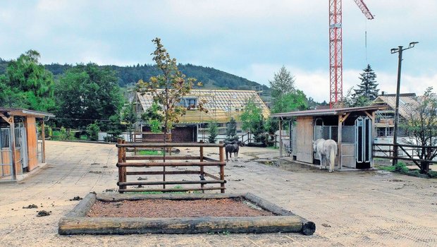 Auch mitten im Wohngebiet lässt sich für die Pferde in der Pferdepension Haug in Weiningen ZH ein abwechslungsreiches Leben führen.