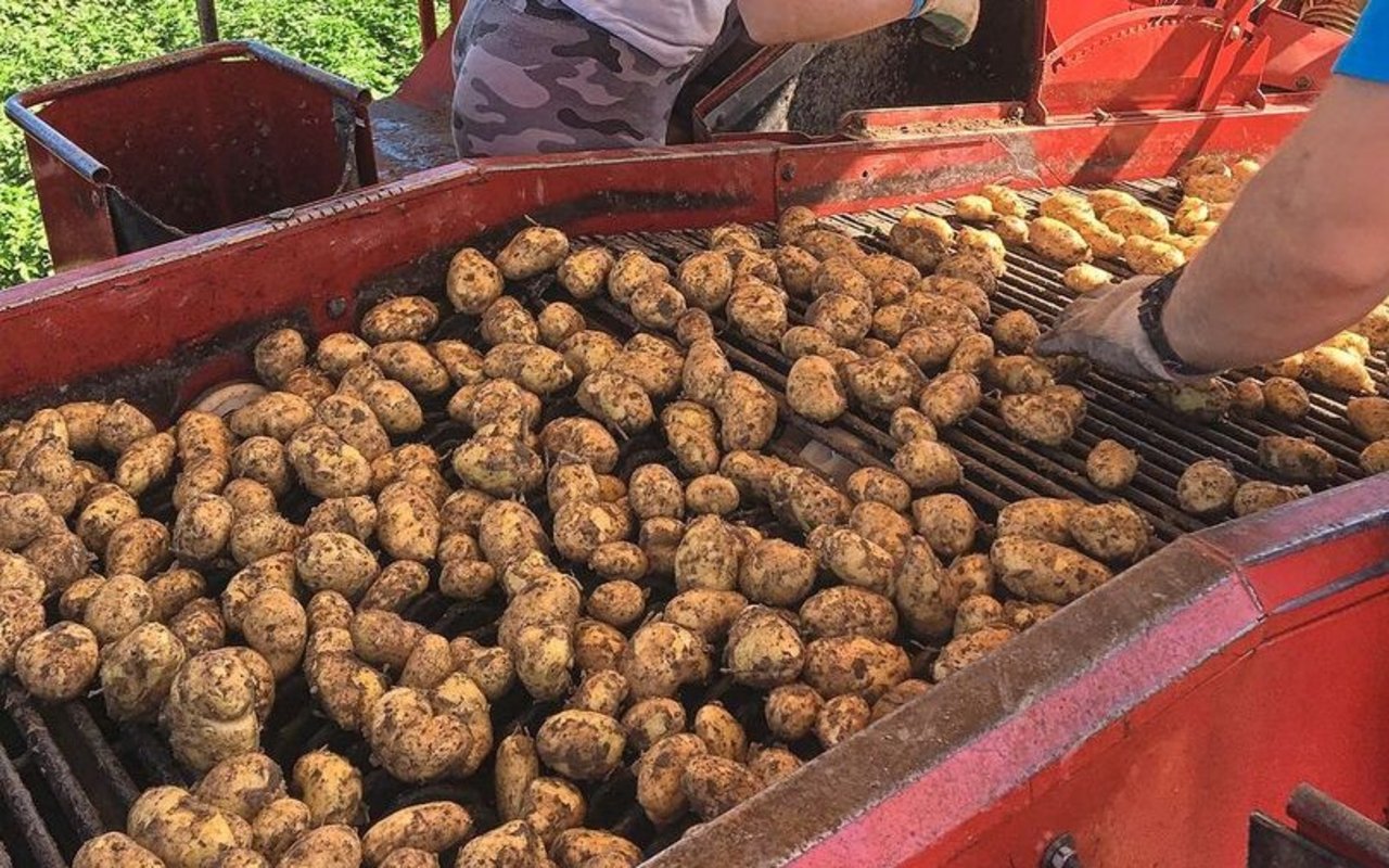 Auf dem Betrieb Höneisen wärmen sich die Schwemmlandböden der Thur schnell auf und sind ideal für den Anbau von Frühkartoffeln.