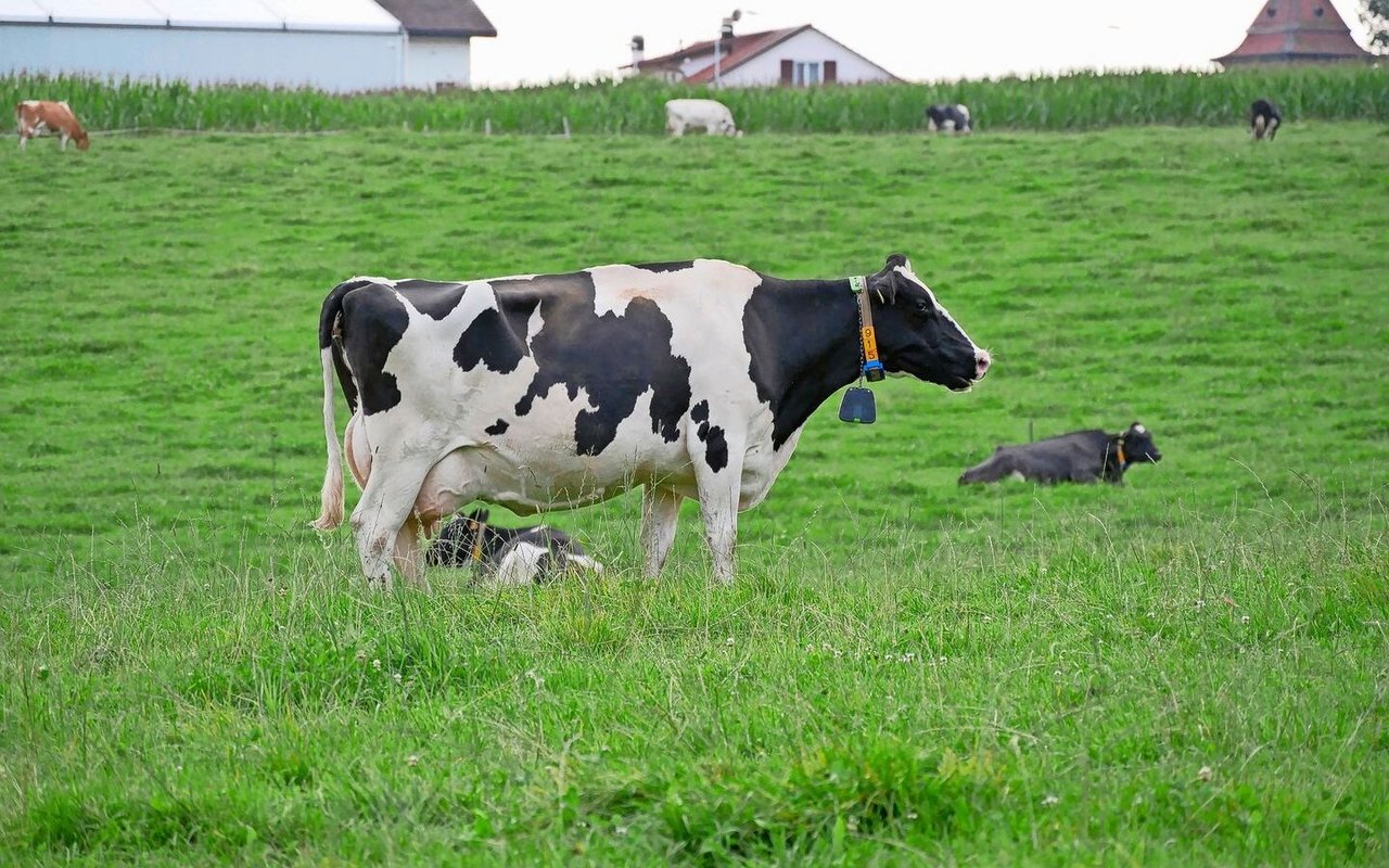 Das GPS-Halsband ähnelt nicht nur vom Aussehen einer Kuhglocke, sondern ist auch vergleichbar schwer.