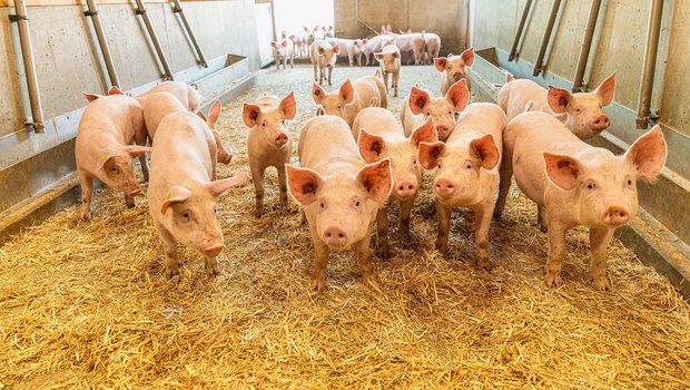 Die Schweine in Michael Langs Stall erhalten Trockenfütterung. Das zwingt die Tiere, langsamer zu fressen. Räuberische Schweine haben ausserdem weniger Erfolg, das Futter wegzufressen.