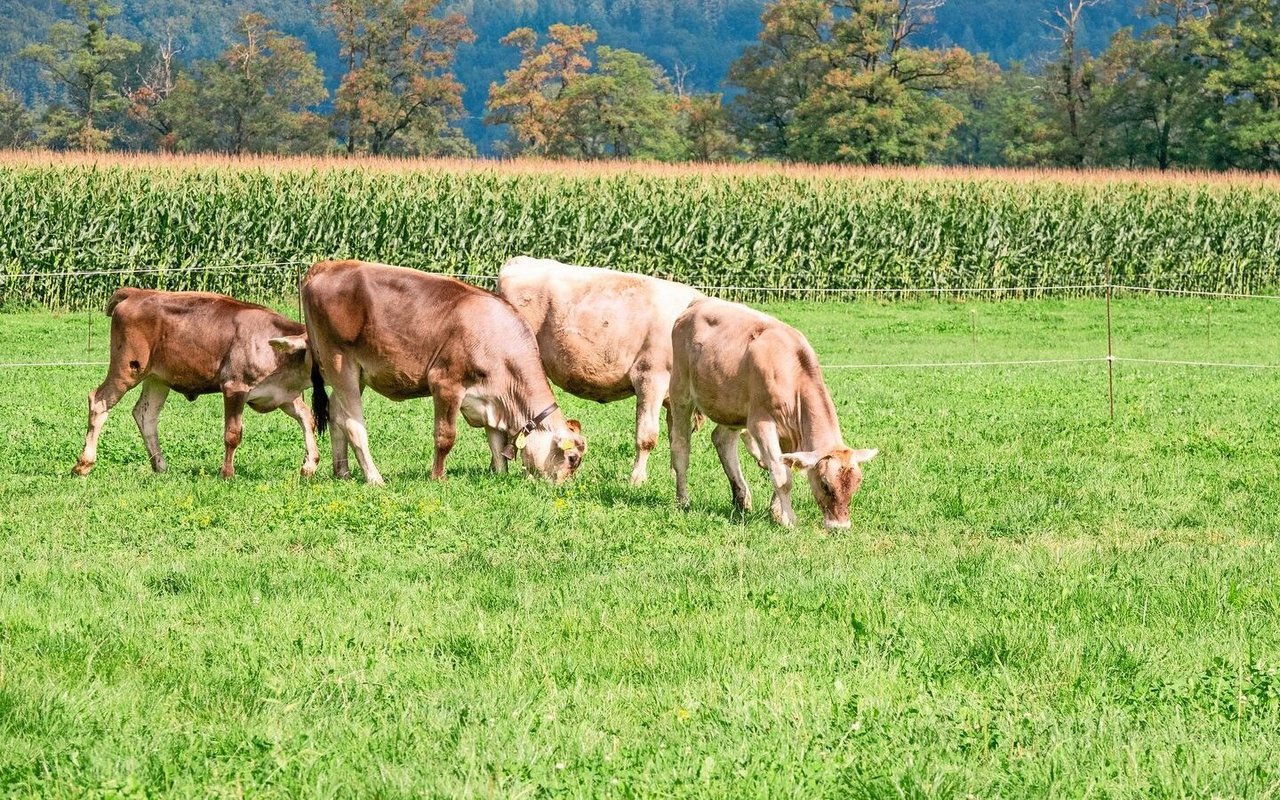 Jungvieh auf der Weide